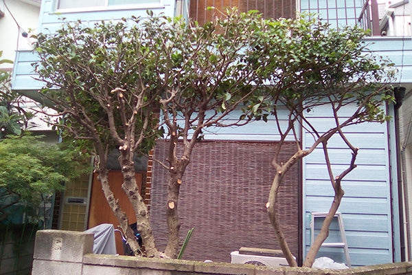 東京都で植木の剪定